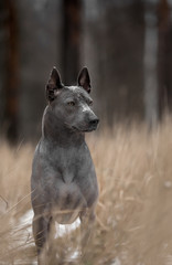 Naklejka premium angry grey Thai Ridgeback dog stay on snow and snow on his head