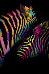 zèbre multicolores