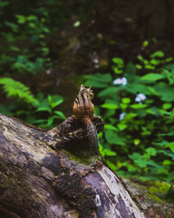 chipmunk 