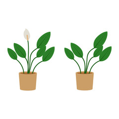 Spathiphyllum potted flat icon, indoor plant, flower vector illustration isolated on white background