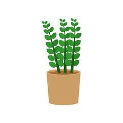 Zamioculcas potted flat icon, indoor plant, flower vector illustration isolated on white background