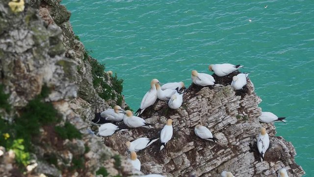 Northern Gannets on the cliff at Bempton Cliffs