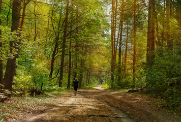 Fototapeta premium Nature. Summer sunny day in the forest.