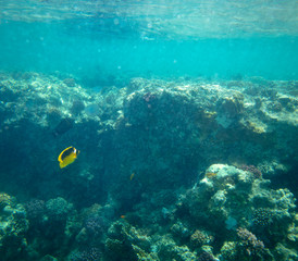 sea fish near coral, underwater