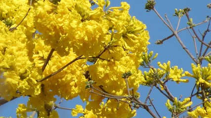 Flor