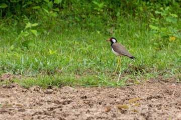 red wattled lapwing bird on the ground in THAILAND