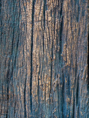 Obraz premium Closeup dried texture of dark brown bark.