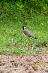 red wattled lapwing bird on the ground in THAILAND