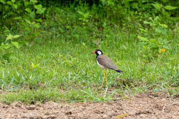 red wattled lapwing bird on the ground in THAILAND