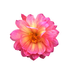 pink fresh dahlia flower isolated white background with clipping path