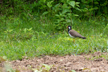 red wattled lapwing bird on the ground in THAILAND