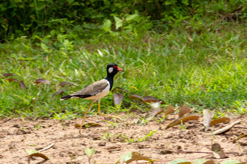 red wattled lapwing bird on the ground in THAILAND