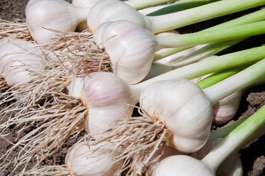 Collected bunch of heads of garlic is on a heap