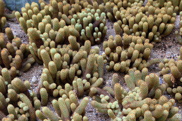 Cactus plants in the botanical garden