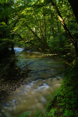 Obraz premium Flowing stream in green forest