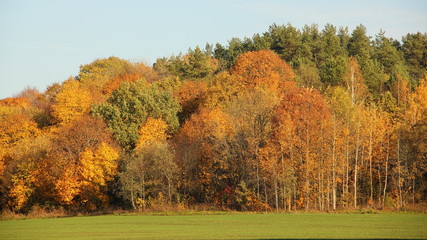 Naklejka premium Early autumn, September, forest with yellow, green and brown trees on the edge of a green field