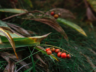 Poisonous, red berries of lily of the valley (Convallaria majalis) on a ground ion a woodland,...