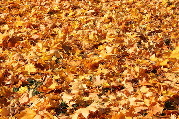 Autumn, maple yellow fallen leaves lie on the ground - texture for background