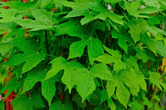 Chaya Bilder Durchsuchen 1,241 Archivfotos, und Videos