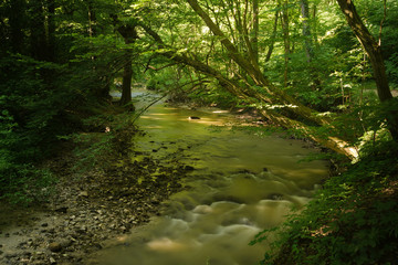 Flowing stream in green forest