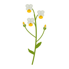 Field violet flower flat icon, wildflowers, plant vector illustration isolated on white background