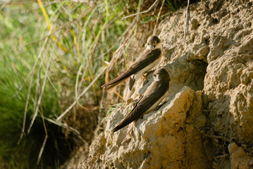 The sand martin (Riparia riparia) or European sand martin, bank swallow