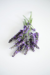 Strauß von Lavendel