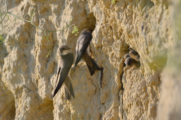 The sand martin (Riparia riparia) or European sand martin, bank swallow