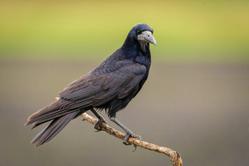 Rook perched on a branch