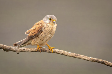 Eurasian Kestrel perched on a branch