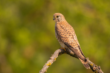 Eurasian Kestrel perched on a branch