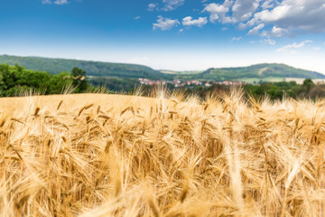 Gold wheat field. Countryside landscape.