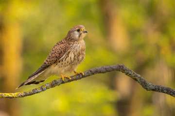 Eurasian Kestrel perched on a branch