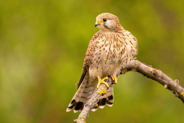 Eurasian Kestrel perched on a branch