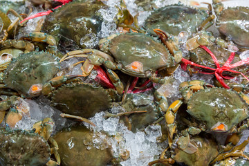 Fresh crabs in seafood market. arthropod phylum. armature and claw concept. Fresh sea crab that are bound and prepare to sell in fresh market. Fresh Crabs tie with rope. sea food. In the Thai market.