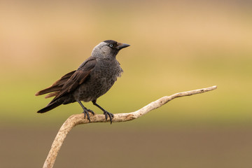 Eurasian Jackdaw perched on branch