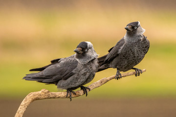 Eurasian Jackdaw couple perched on a branch