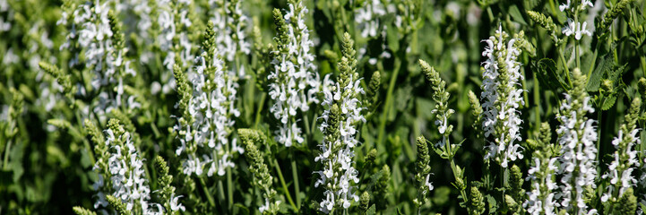 Close-up of medicinal plant white sage or salvia - obrazy, fototapety, plakaty