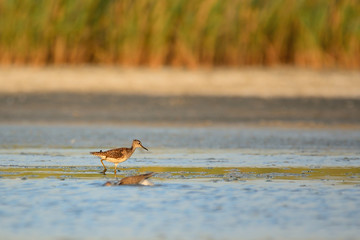 Wood Sandpiper bird on wetlands