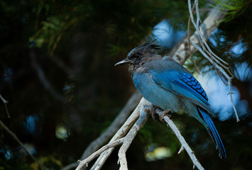 Geai bleu