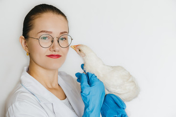 Chicken in the hands of a veterinarian. A veterinarian treats poultry. Work as a veterinarian. Veterinarian on chicken farm. Chicken Farm Vaccination of animals. Antibiotics. Animal health © Charles Russell