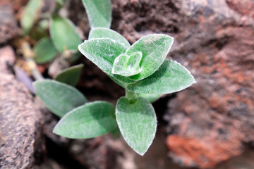Mayacaceae plants in the botanical garden