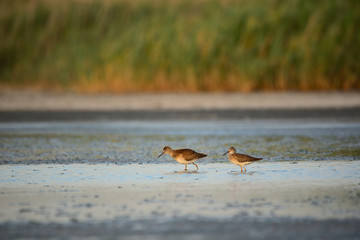 Wood Sandpiper bird on wetlands