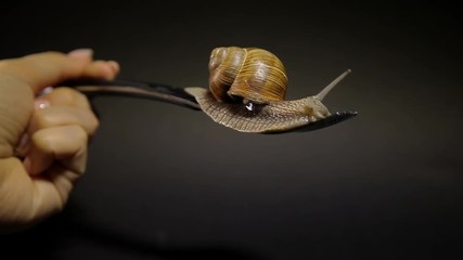 A snail is crawling on a fork on a black background. A hand is holding a table fork with a snail. Grape snail kills from the man. Eating snails.