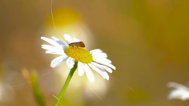 Close up shot of a Nemophora Metallica on a chamomile flower, on a bright sunny day