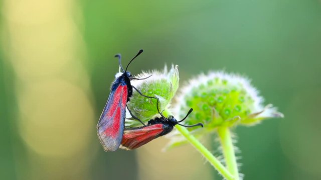 Close up shot of two Zygaena Purpuralis mating on scabious flowers, slightly moving in the wind, on a sunny day