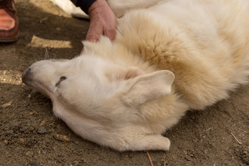 love of dogs and animals