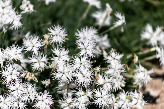 Dianthus arenarius or sand carnation white flowers with green