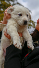 love of dogs and animals