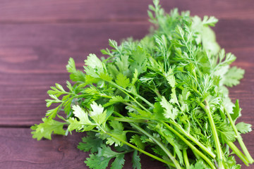 bunch of fresh green cilantro on wooden background
